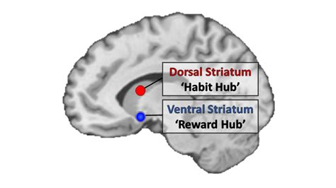 ventral striatum|dorsal and ventral striatum.